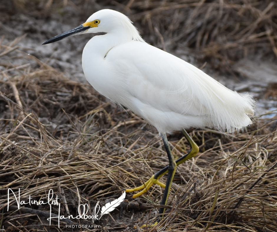 snowy egret