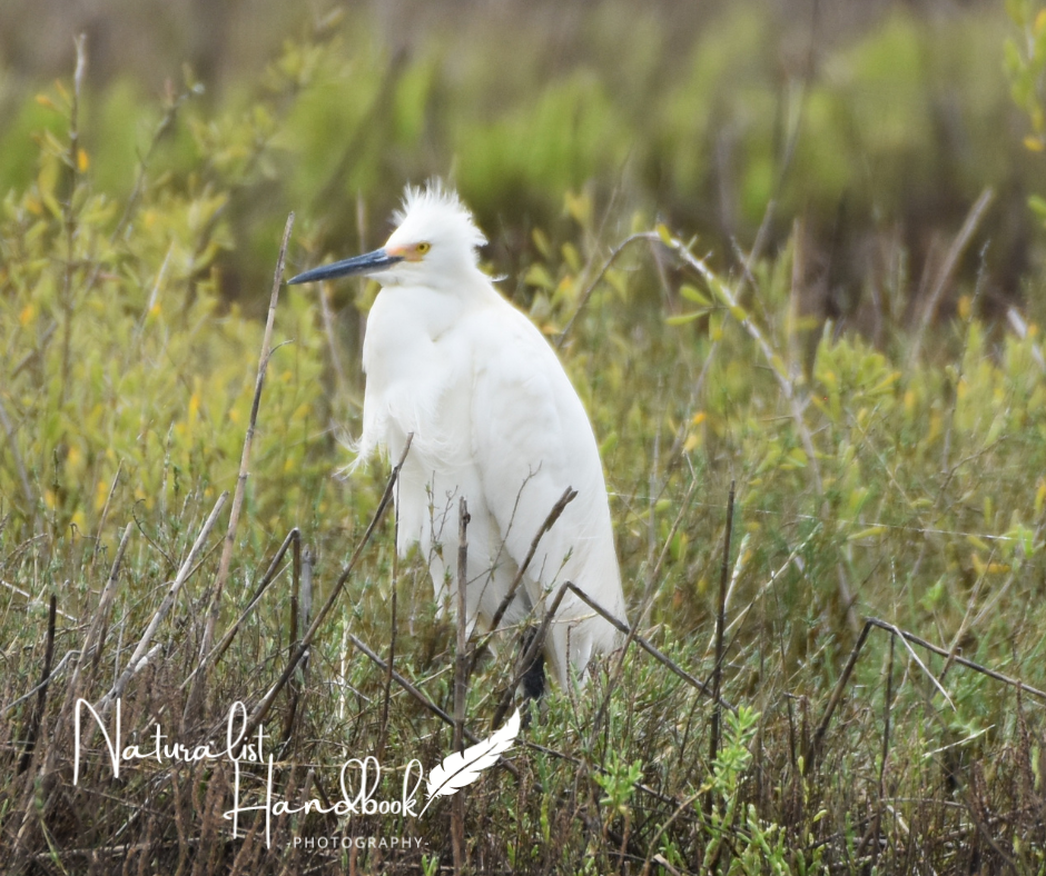 snowy egret