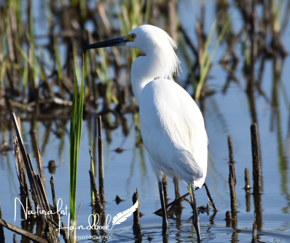 snowy egret