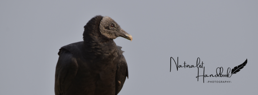 black vulture