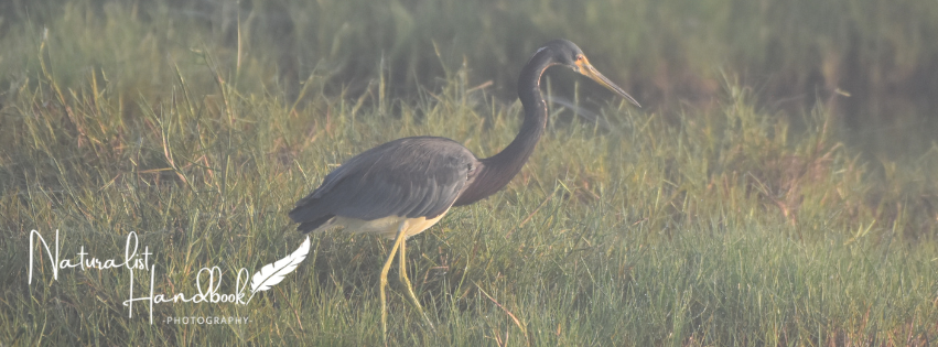 tricolored heron