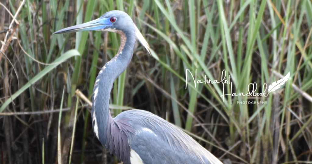 tri colored heron