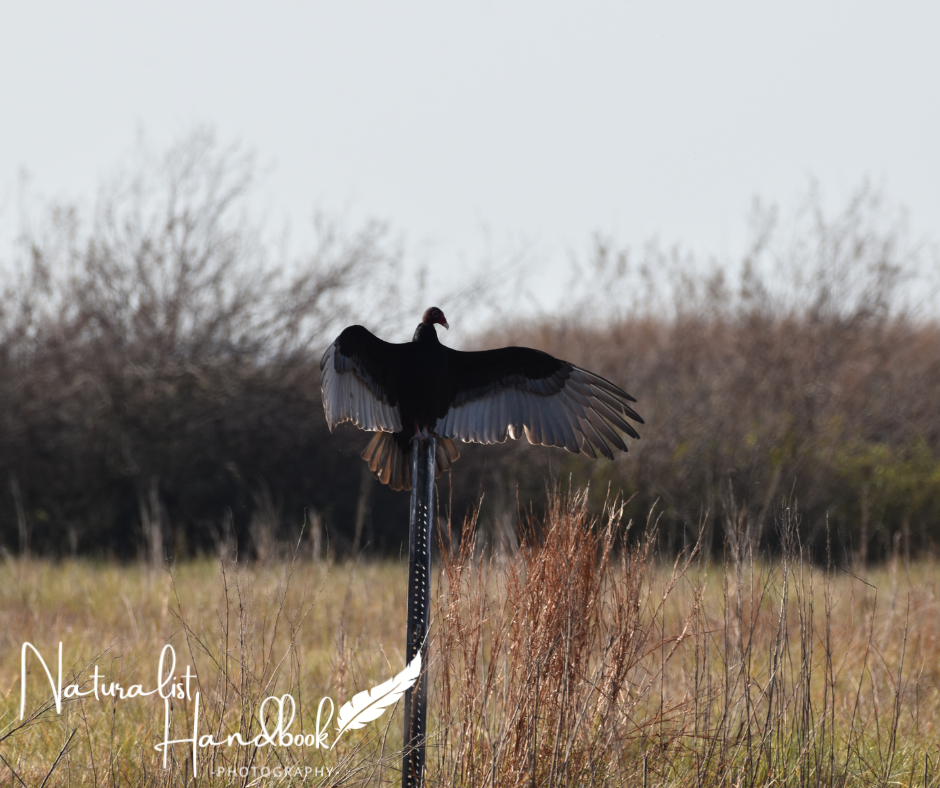 turkey vulture
