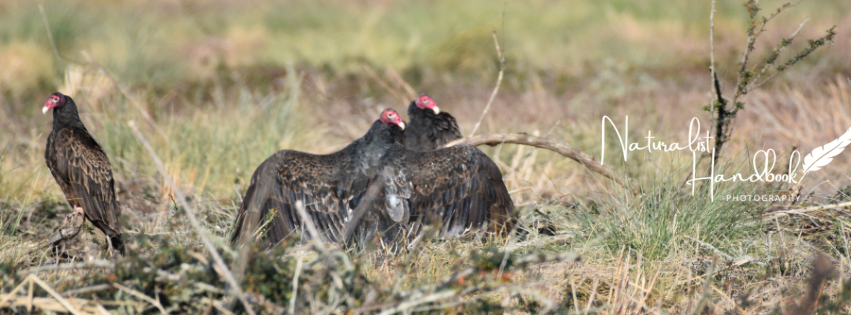 turkey vulture