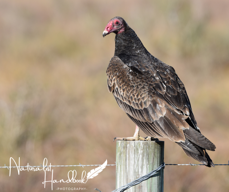 turkey vulture