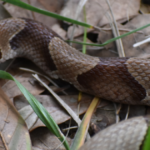 copperhead snake