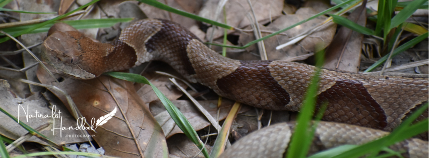 Venomous Snakes of the Texas Gulf Coast: Complete Identification Guide