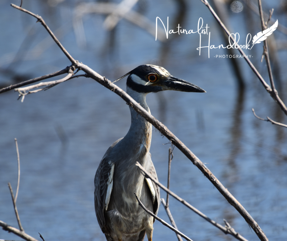 yellow crowned night heron