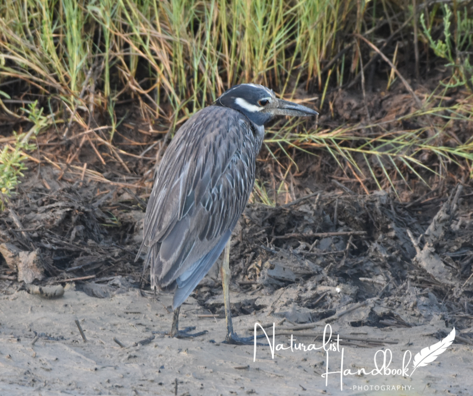 yellow crowned night heron