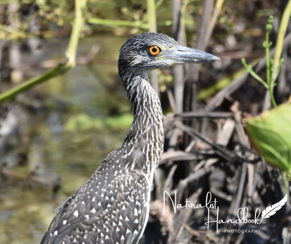 yellow crowned night heron