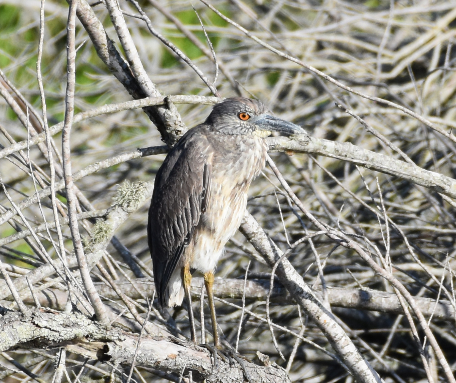 yellow crowned night heron
