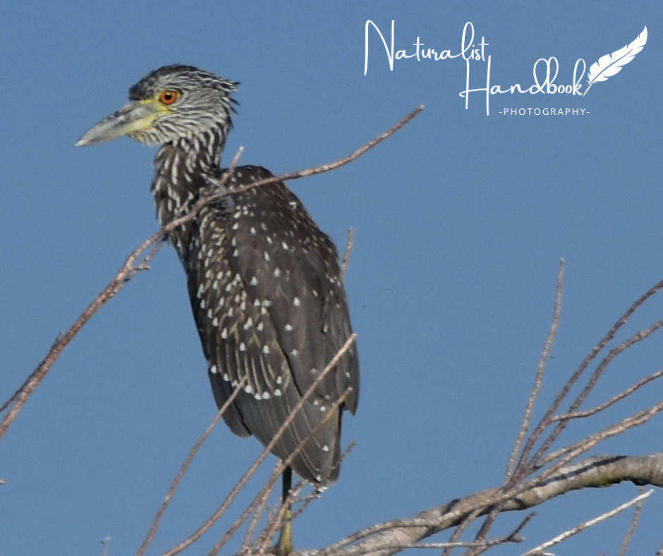 yellow crowned night heron