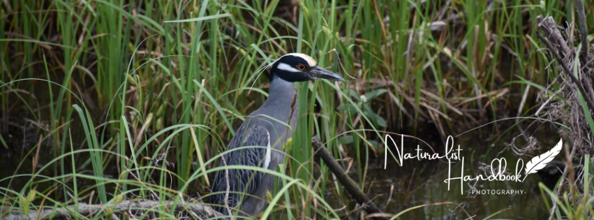 yellow crowned night heron