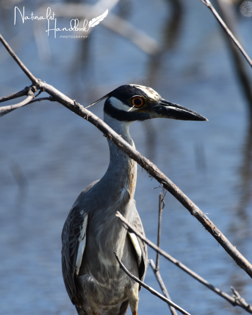 yellow crowned night heron