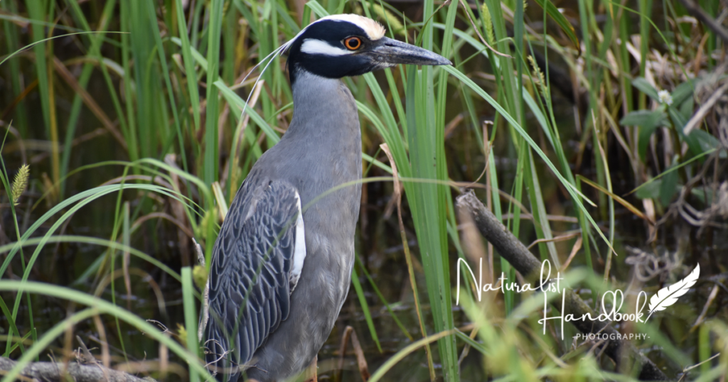 yellow crowned night heron